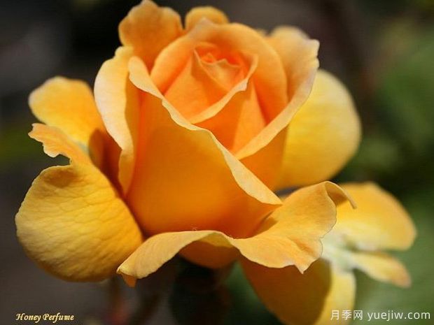 又香又美！全球最香月季10大排行榜(图4)