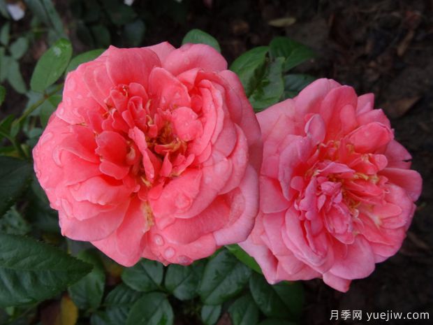 特别纪念日月季/英雄纪念日月季(图1)