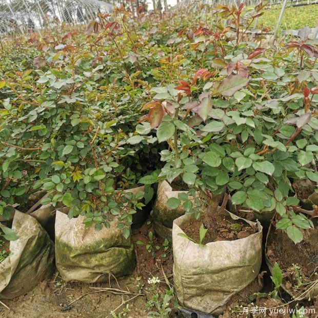 早春苗木植物养护详解(图1) 早春苗木植物养护详解(图1)