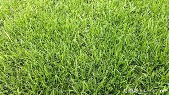 最全常用草坪品种、优点缺点和施工要点(图3)