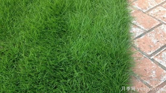 最全常用草坪品种、优点缺点和施工要点(图4)