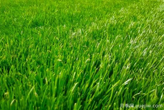 最全常用草坪品种、优点缺点和施工要点(图6)