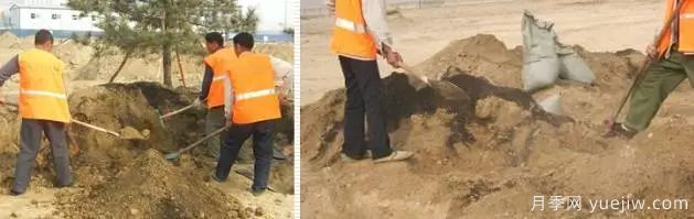 最全常用草坪品种、优点缺点和施工要点(图11)