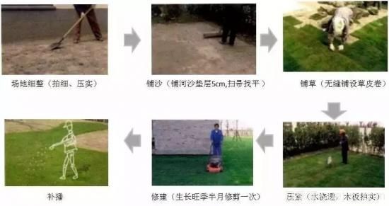 最全常用草坪品种、优点缺点和施工要点(图12)