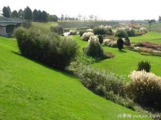 最全常用草坪品种、优点缺点和施工要点(图17)