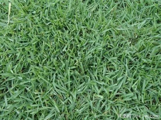 最全常用草坪品种、优点缺点和施工要点(图18)