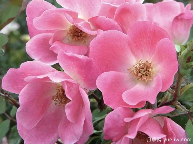 丰花月季与普通月季有什么区别(图2) 丰花月季与普通月季有什么区别(图2)