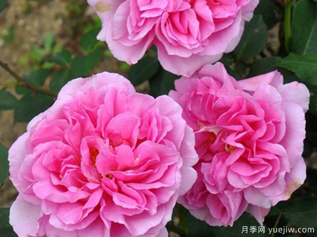 丰花月季与普通月季有什么区别(图1) 丰花月季与普通月季有什么区别(图1)