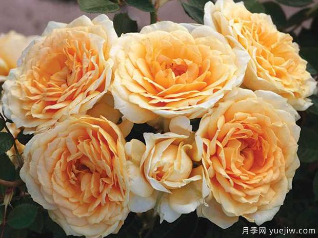 伊迪丝情人月季/伊迪丝宝贝月季(图2)