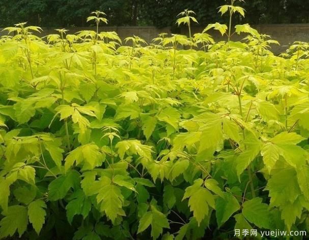 非常耐寒的彩叶植物有哪些?(图1) 非常耐寒的彩叶植物有哪些?(图1)