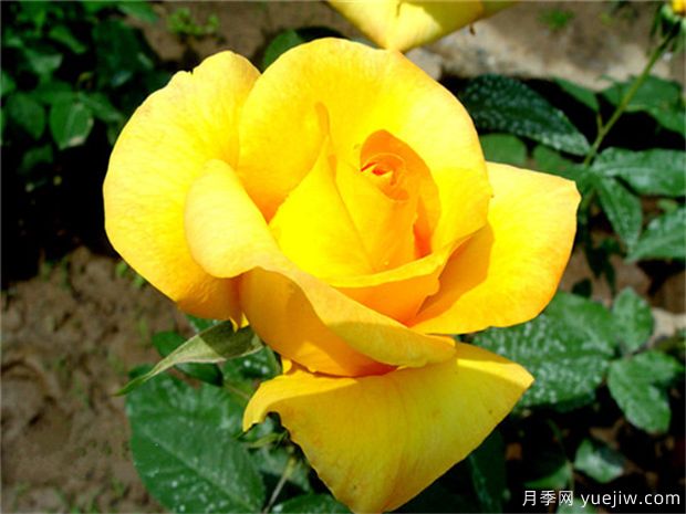 金不换月季/凯司郎森/皇帝的救赎(图1)