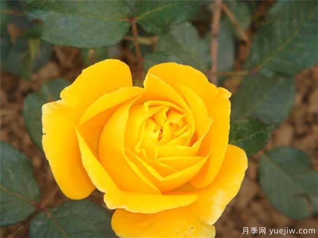 金不换月季/凯司郎森/皇帝的救赎(图2)