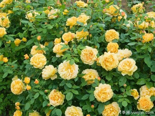 2025年热门20个经典藤本月季品种，喜欢做月季花墙(图5)