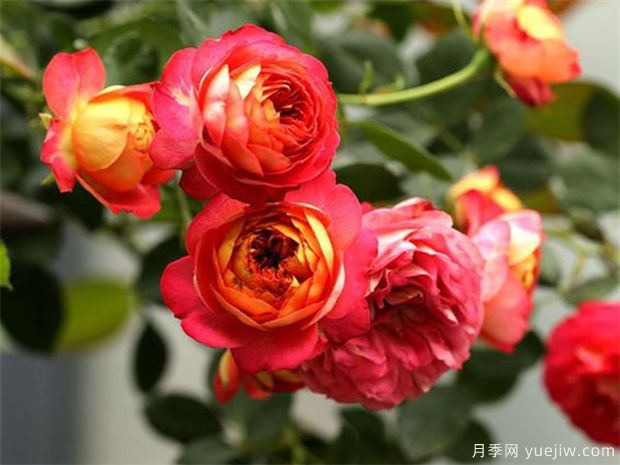 2025年热门20个经典藤本月季品种，喜欢做月季花墙(图6)