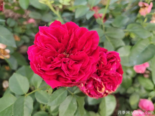 2025年热门20个经典藤本月季品种，喜欢做月季花墙(图11)