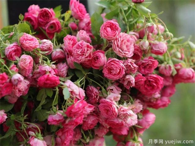 2025年热门20个经典藤本月季品种，喜欢做月季花墙(图16)