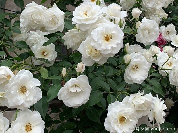 2025年热门20个经典藤本月季品种，喜欢做月季花墙(图20)