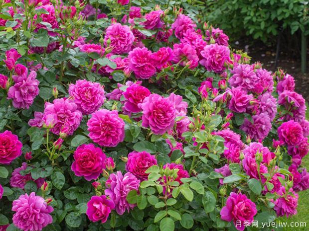 安妮公主月季(图4)