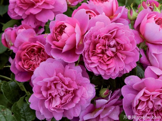 安妮公主月季(图5)