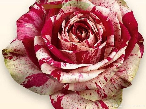 丑角月季/滑稽演员月季(图2)