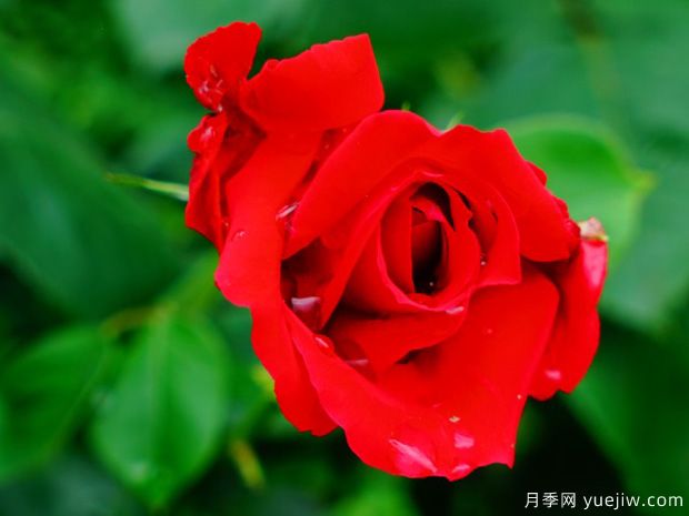 第一红月季/先红月季(图2)