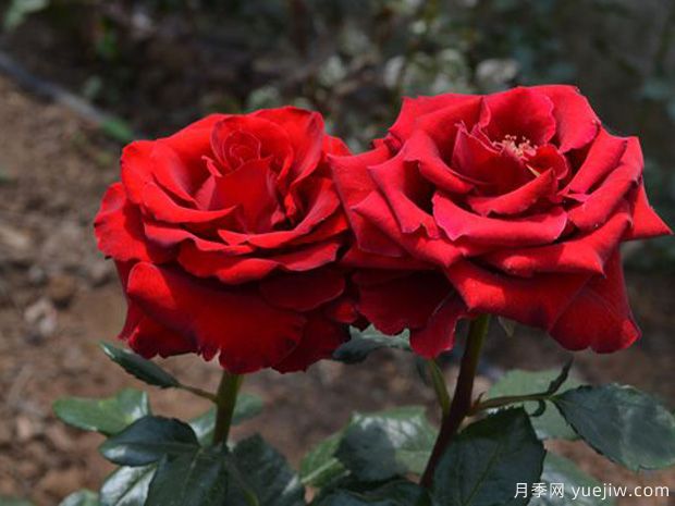 第一红月季/先红月季(图3)