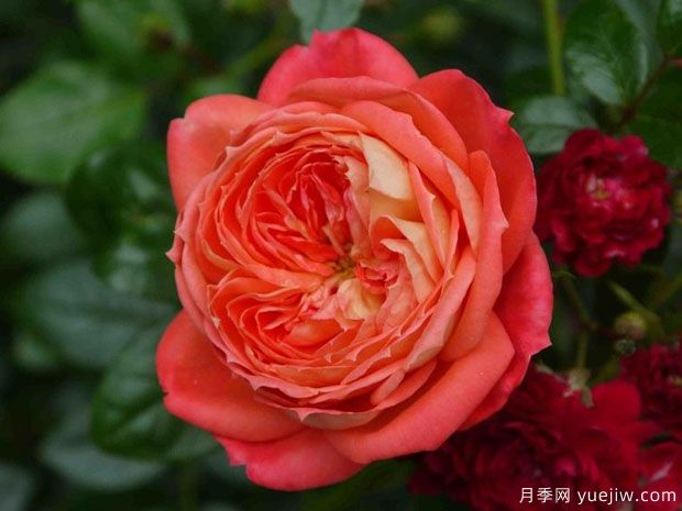 红桃皇后月季/红桃女王/红心皇后(图1)