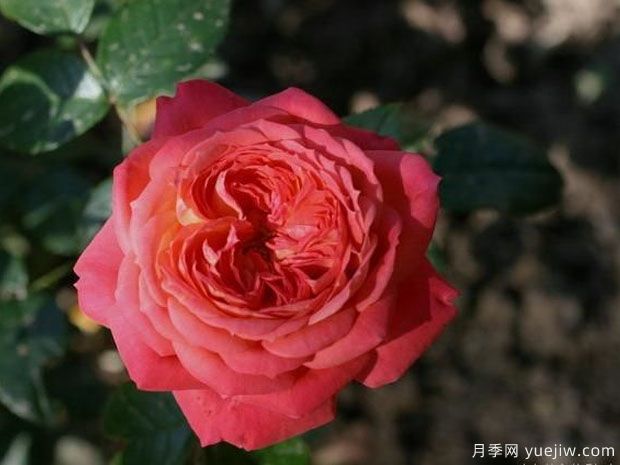 红桃皇后月季/红桃女王/红心皇后(图2)