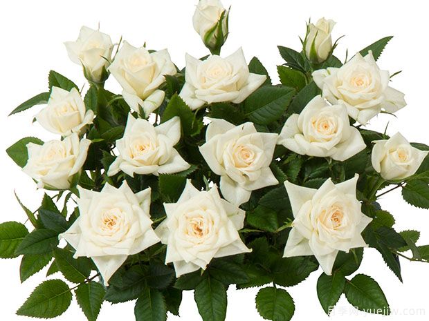 天使柯德娜月季(图1)