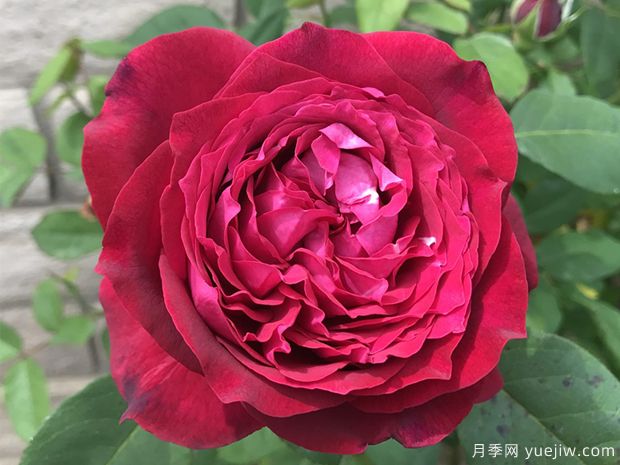 詹尼斯凯洛格月季/伊芙詹尼斯月季(图2)