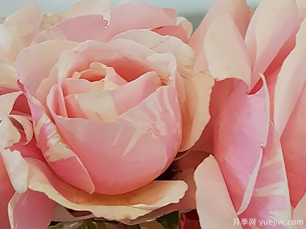 玫瑰人生月季(图2)