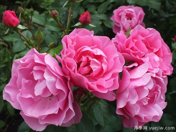 黛博拉月季(图1) 黛博拉月季/黛博拉玫迪兰月季(图1)