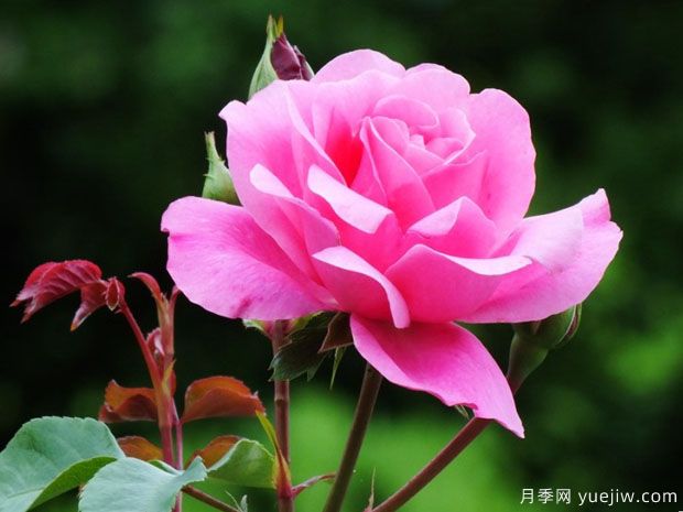 黛博拉月季(图2) 黛博拉月季/黛博拉玫迪兰月季(图2)