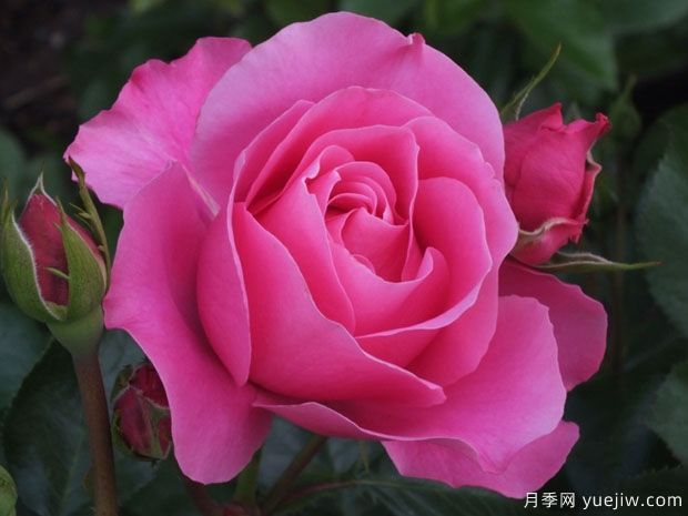 黛博拉月季(图3) 黛博拉月季/黛博拉玫迪兰月季(图3)