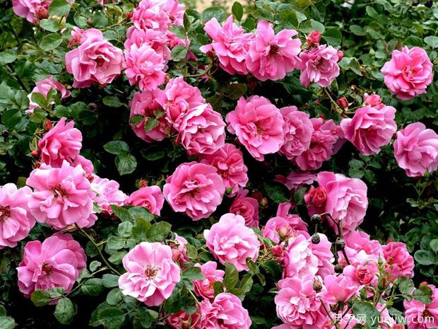 黛博拉月季(图4) 黛博拉月季/黛博拉玫迪兰月季(图5)