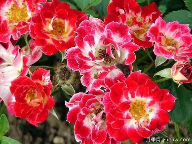 小艺术家月季(图1)