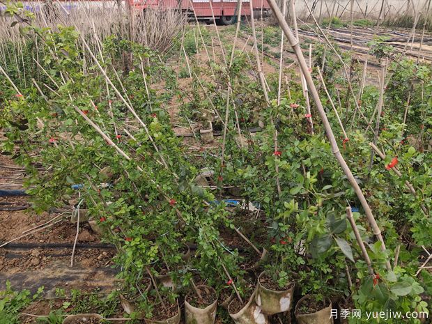 4千棵安吉拉月季运往河北保定绿化景观(图3)