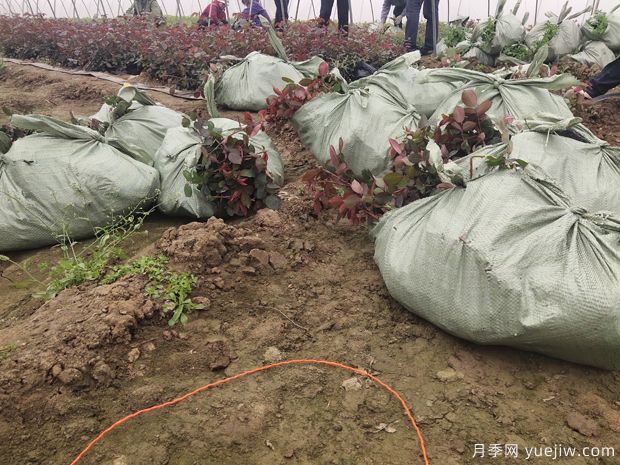 4千棵大花丰花月季苗运往山西运城美丽乡村(图5)
