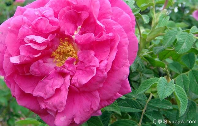 四季玫瑰养护管理(图3) 四季玫瑰应该如何养护和病虫防治(图2)