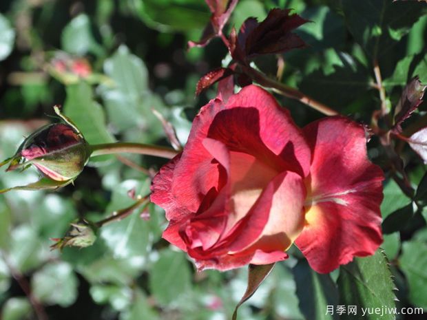 软梅洛月季SoftMerlot(图1)