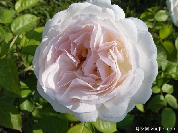 塞巴斯蒂安克奈普月季/芬香记忆月季(图1)