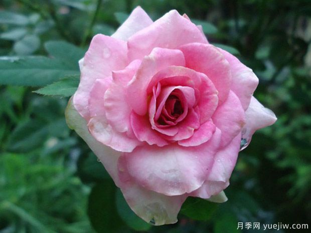 古董柯德娜月季/古董科德娜(图1)