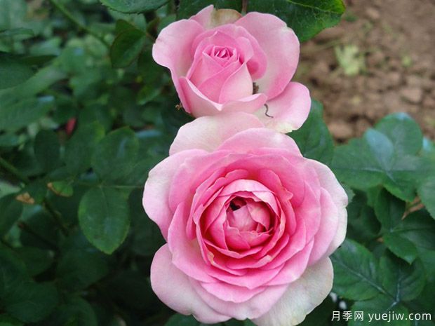 古董柯德娜月季/古董科德娜(图3)