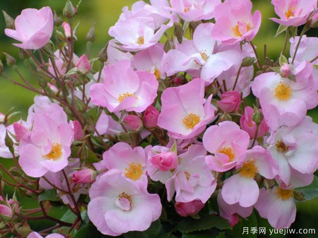 米拉月季Mira(图1)