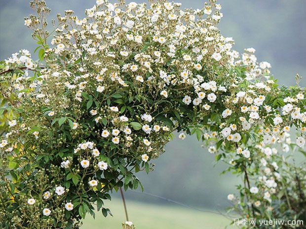 爱的花环月季(图2)