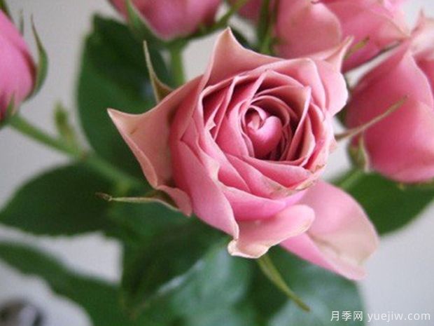 仿古花束月季(图3)