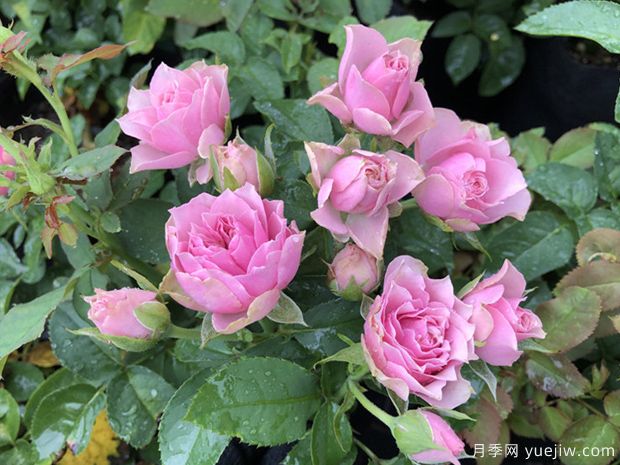 仿古花束月季(图4)