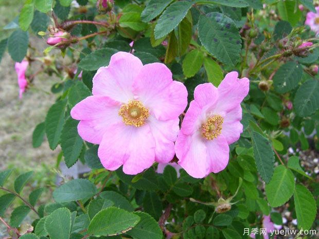 芬妮雅月季(图2)