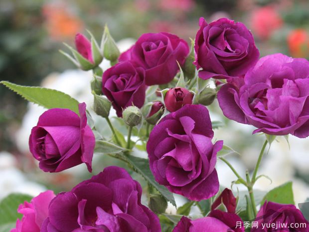 蓝色的拉比索迪月季(图1)