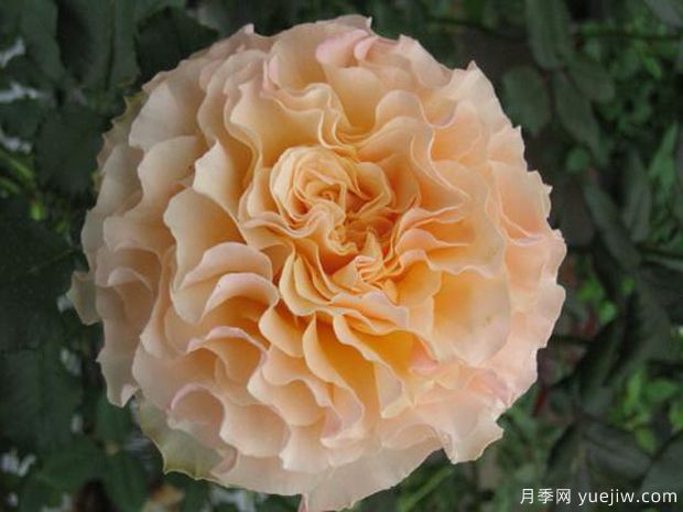 桃舞裙月季/桃色拉康帕内拉舞裙月季(图1)